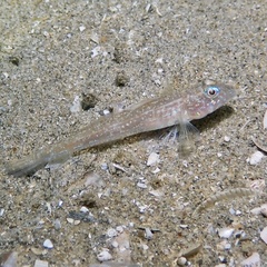 Nesogobius