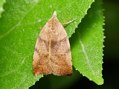 Tortricopsis euryphanella