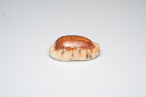 Thick-edged Cowry
