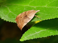 Tortricopsis euryphanella