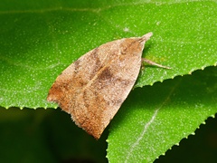 Tortricopsis euryphanella