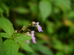 Impatiens laxiflora
