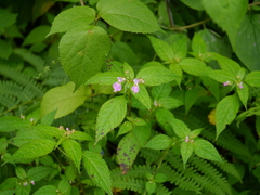 Impatiens laxiflora
