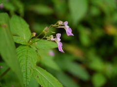 Impatiens laxiflora