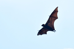 Pteropus tonganus geddiei