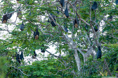 Pteropus tonganus geddiei