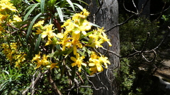 Centropappus brunonis