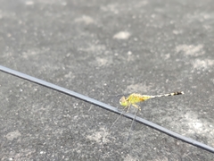 Diplacodes trivialis