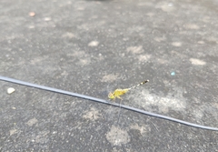 Diplacodes trivialis