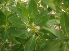 Myoporum crassifolium