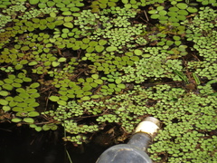 Ludwigia helminthorrhiza