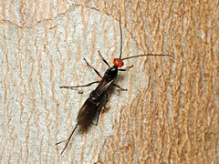 Callibracon capitator