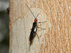 Callibracon capitator