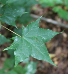 Acer laetum