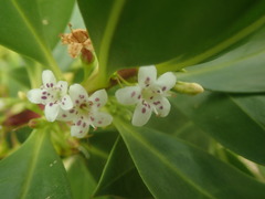 Myoporum crassifolium