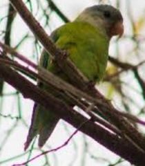 Brotogeris pyrrhoptera