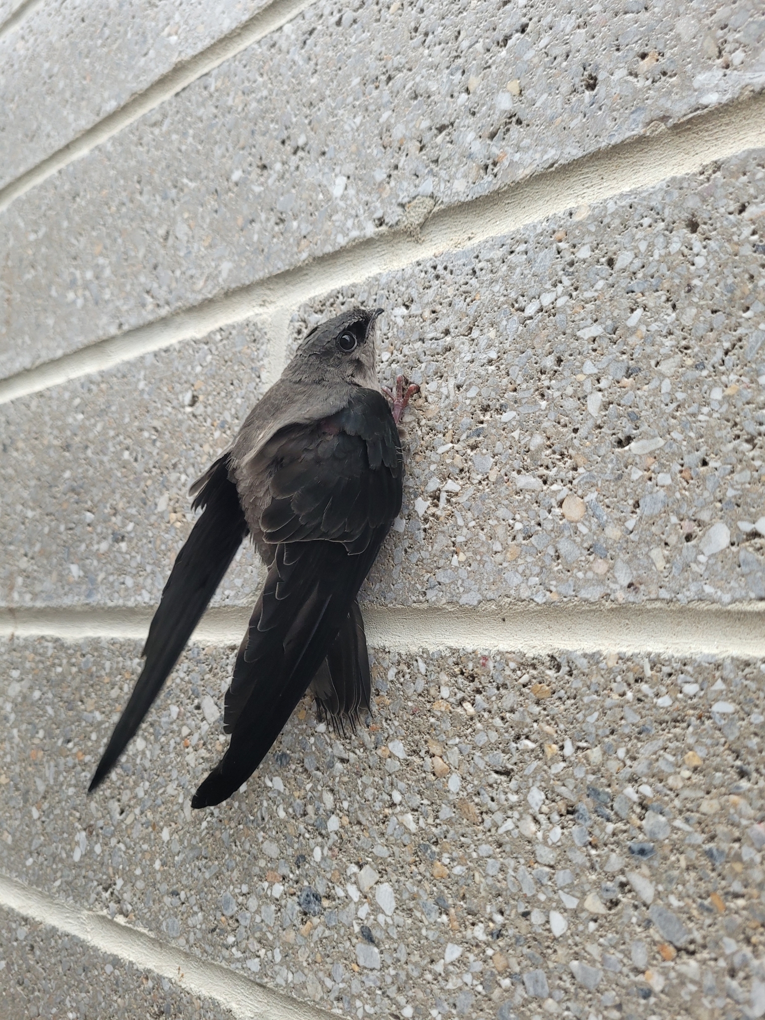 Chimney Swift (Chaetura pelagica)