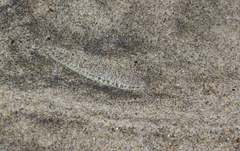 Caribbean Tonguefish photo 2