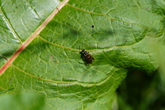 Argogorytes mystaceus