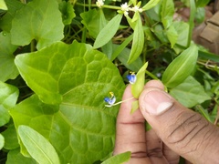 Commelina