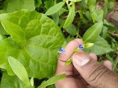 Commelina