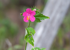 Hibiscus phoeniceus
