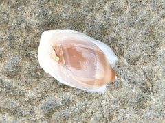 Amalda depressa