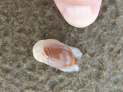Amalda depressa