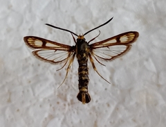 Chamaesphecia tenthrediniformis