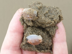 Amalda depressa