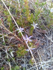 Wahlenbergia subulata