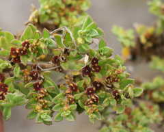 Aizoon herniariifolium