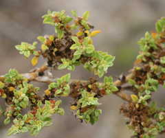 Aizoon herniariifolium