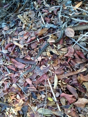 Salvadora lemniscata