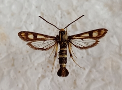Chamaesphecia tenthrediniformis