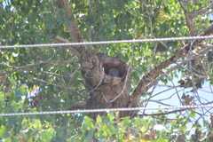 Megascops kennicottii
