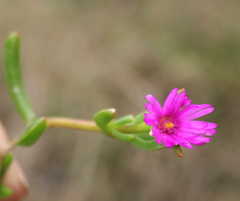 Delosperma virens
