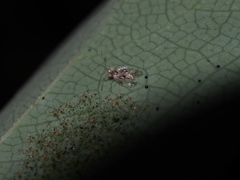 Stephanitis subfasciata