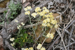 Helichrysum crispum