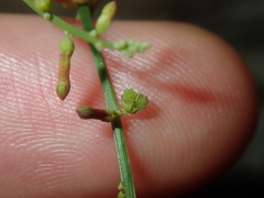Stackhousia muricata