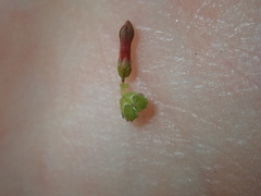 Stackhousia muricata