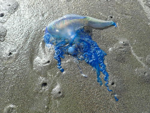 photo of Portuguese Man O' War (Physalia physalis)