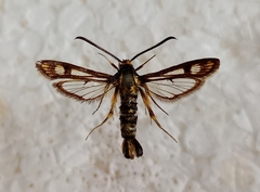 Chamaesphecia tenthrediniformis