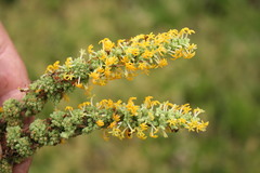 Manulea caledonica