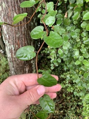 Muehlenbeckia complexa grandifolia
