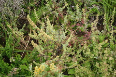 Manulea caledonica