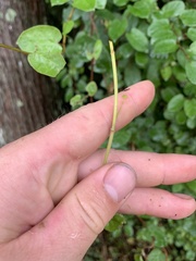 Muehlenbeckia complexa grandifolia