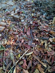 Salvadora lemniscata