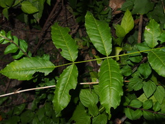 Zanthoxylum nitidum