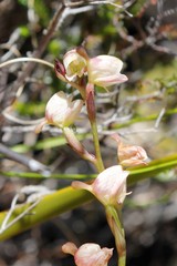 Disa uncinata